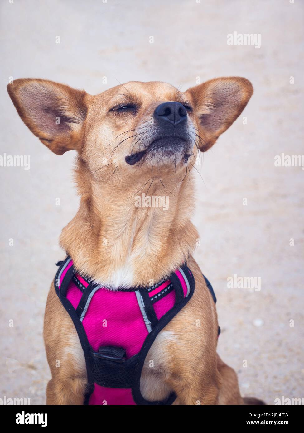 Ein lustiger Mischlingshund mit großen Ohren, die ein Gesicht machen, während er am Strand die Luft riecht, mit Kopf nach oben und geschlossenen Augen Stockfoto