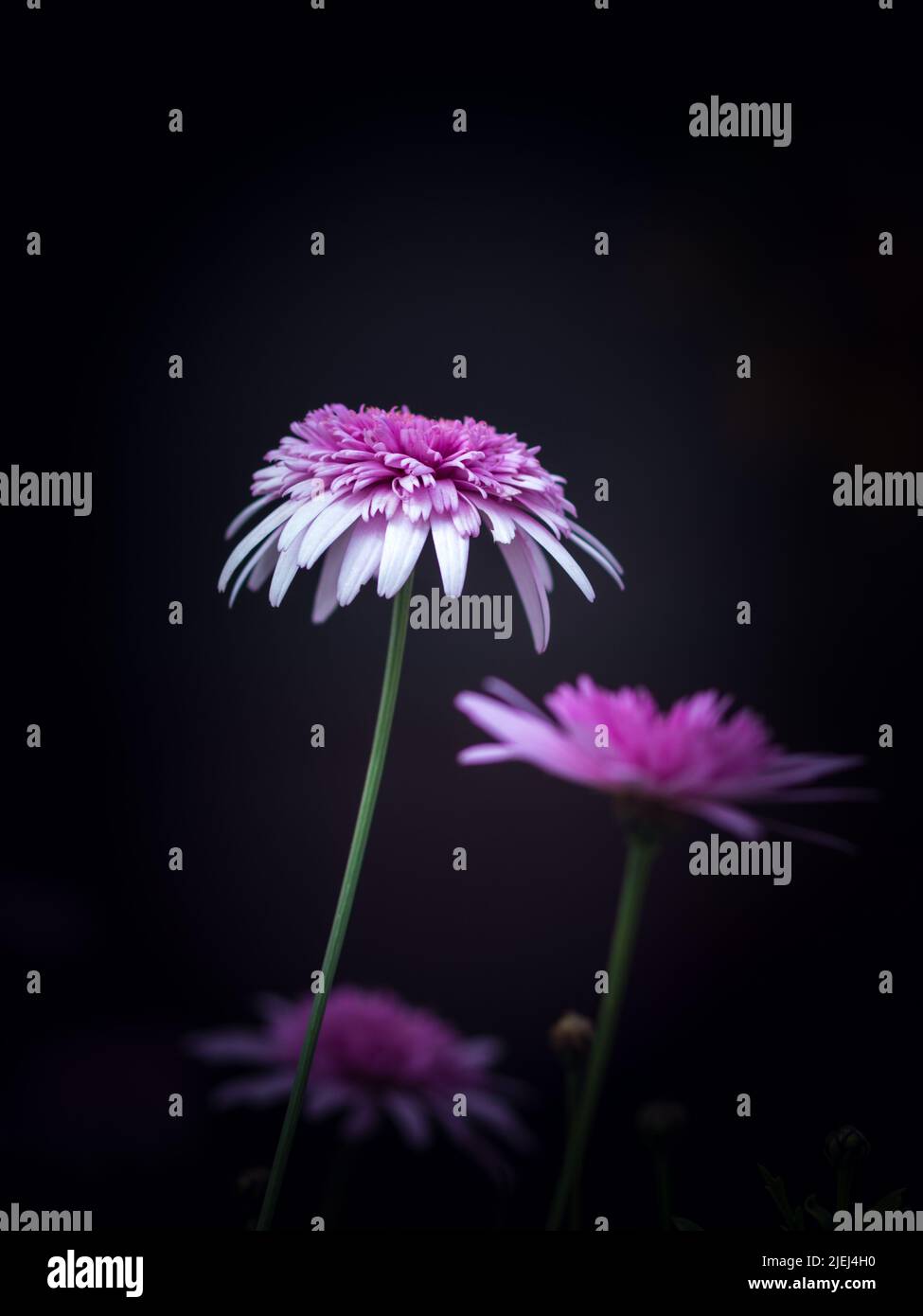 Leuchtend rosa chinesische Aster Blumen auf schwarzem Hintergrund mit selektivem Fokus. Blumenfotografie in stimmungsvollen Tönen mit leerem Textraum Stockfoto