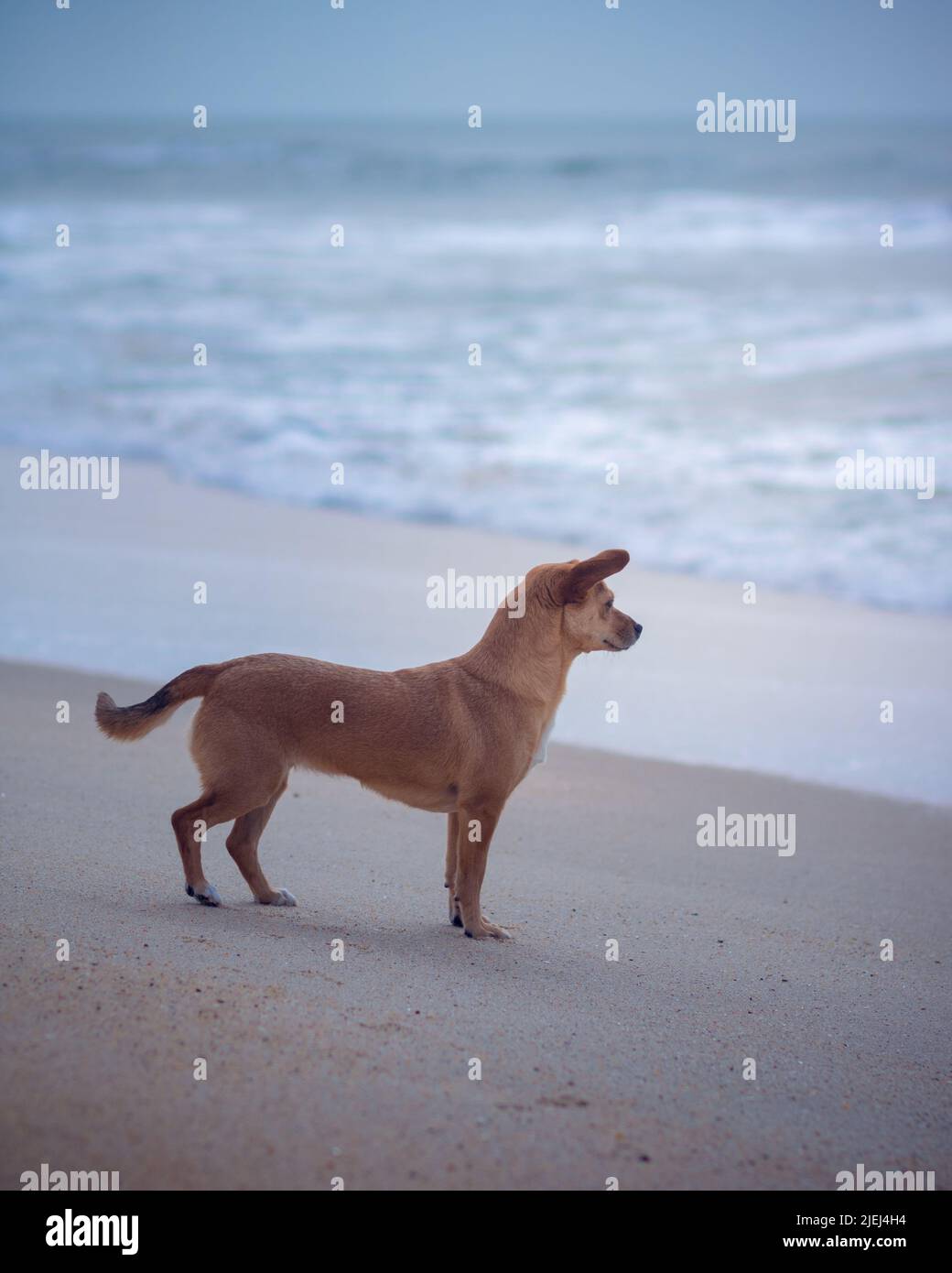 Ein kleiner Mischlingshund, der allein vor dem Meer am Strand steht und im Abendlicht auf einen nebligen Tag blickt. Gealterter Fotoeffekt Stockfoto