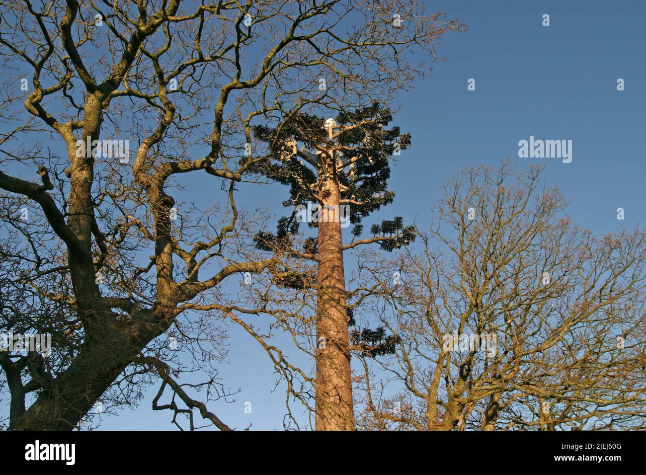 Mobilfunkmast verkleidet als Baum zwischen Bangor & Caernarfon Gwynedd Wales GB UK Dezember 2003 Stockfoto