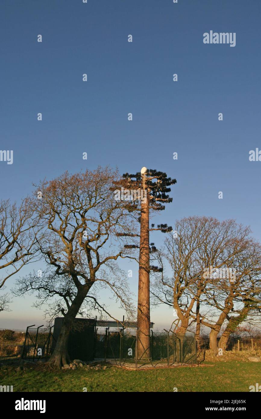 Mobilfunkmast verkleidet als Baum zwischen Bangor & Caernarfon Gwynedd Wales GB UK Dezember 2003 Stockfoto