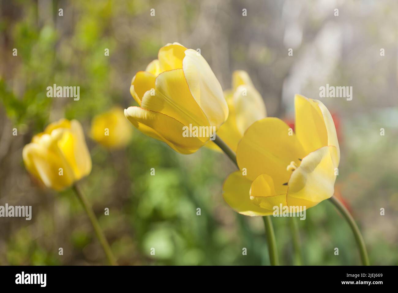 Große gelbe Tulpen im Sonnenlicht. Frühling blühende Bokeh Blume Hintergrund Pastell und weiche Blumenkarte Stockfoto