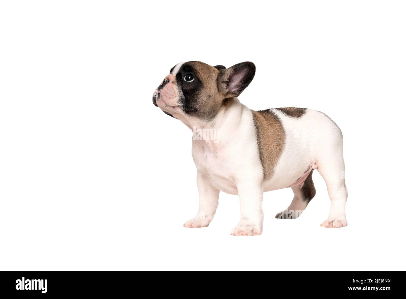 Der französische Bulldogge-Welpe steht und schaut nach oben Stockfoto