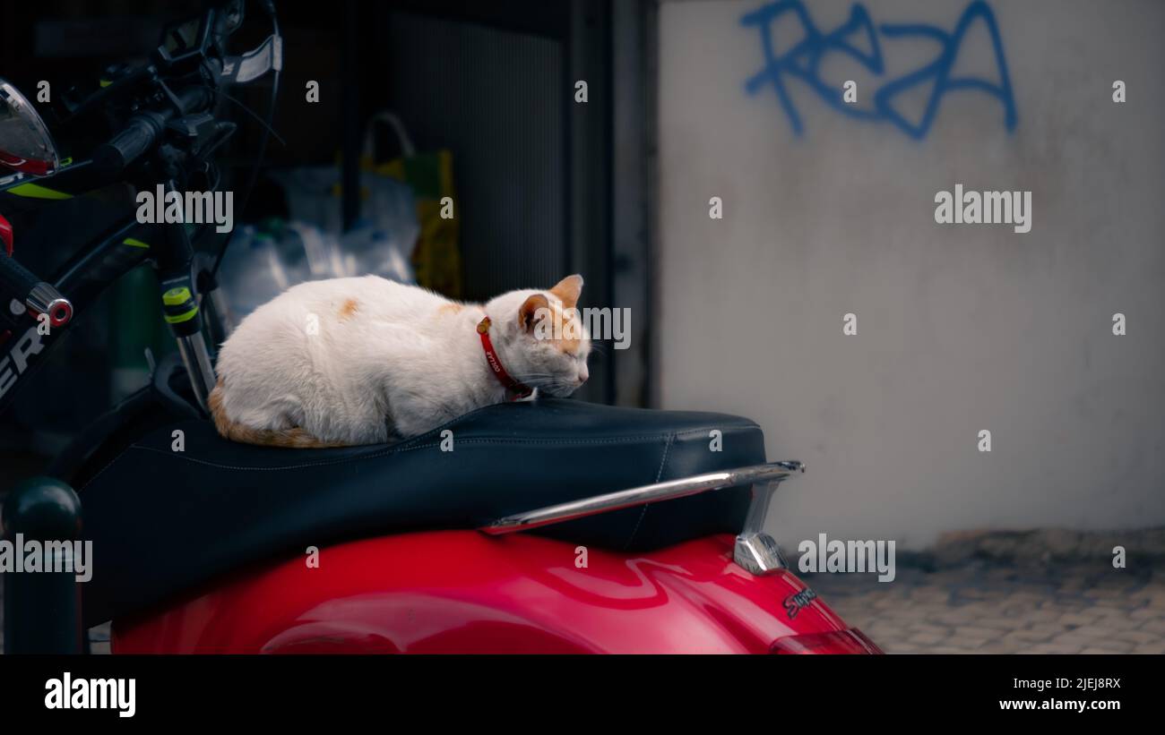 Schlafende Katze auf Motorradsitz Stockfoto