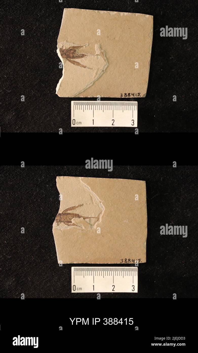 Gryllidae. Stockfoto