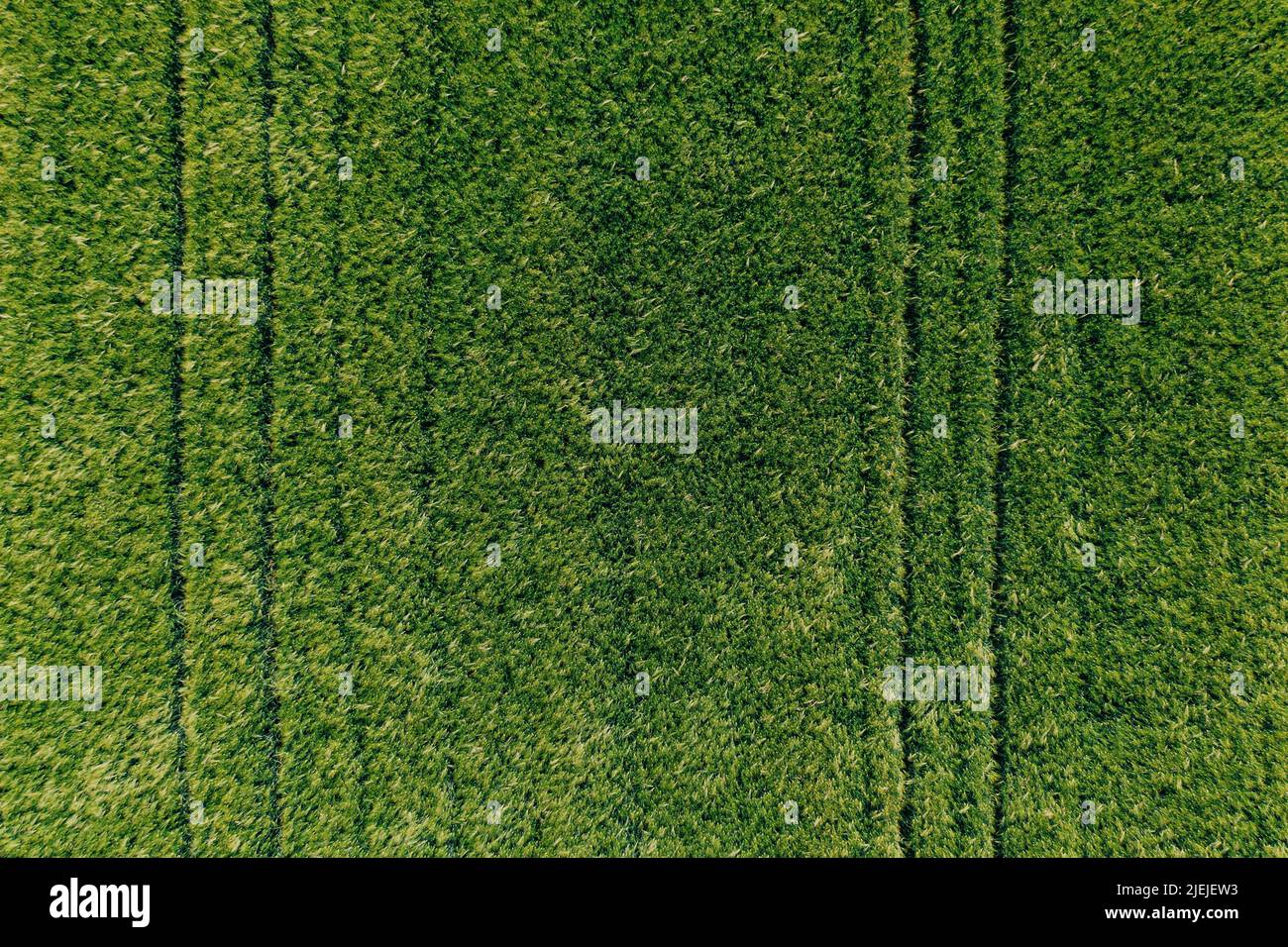 Luftaufnahme des Getreidefeldes der grünen unreifen Gerste (Hordeum Vulgare) von Drohne pov, von oben nach unten geschossen Stockfoto