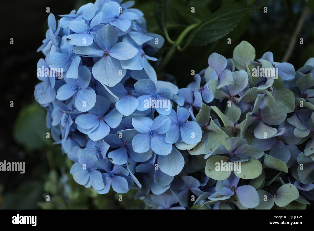 Blaue Blüten mit vielen Blütenblättern Stockfoto