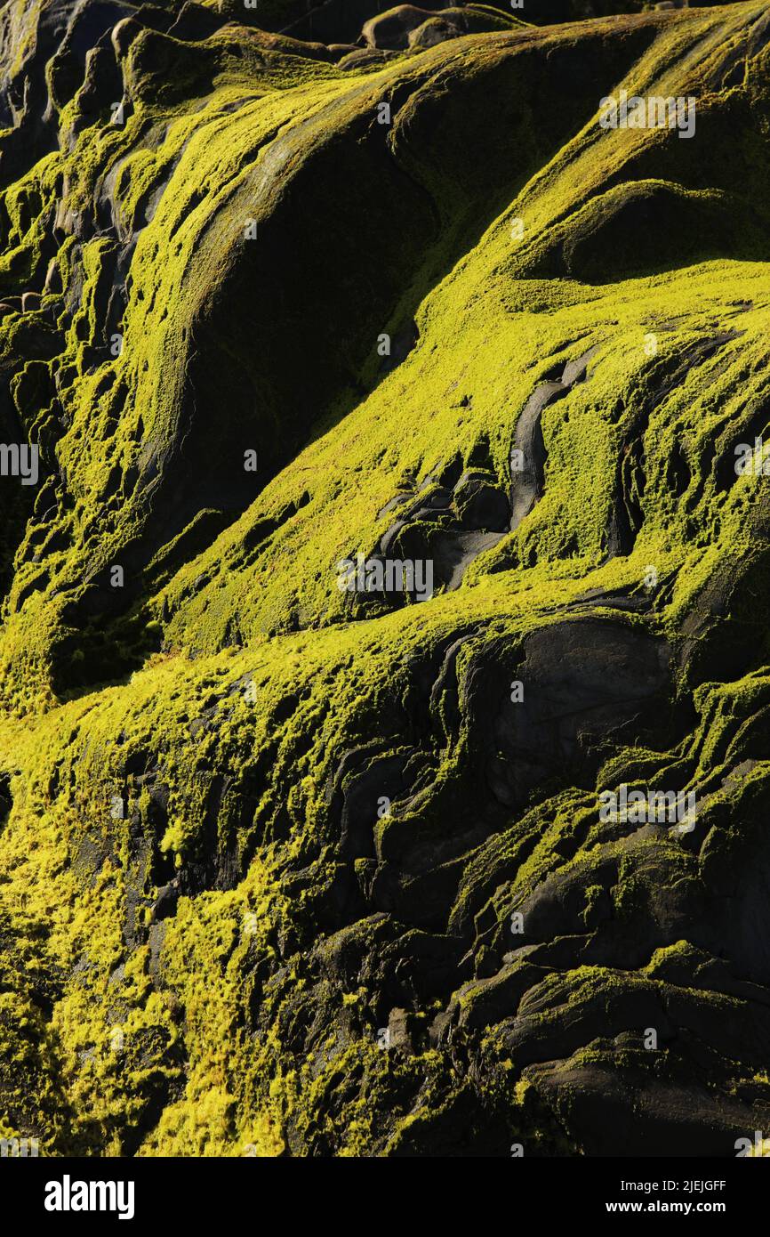 Grünes Moos auf Steinen mit Sonnenlicht am Meer Stockfoto