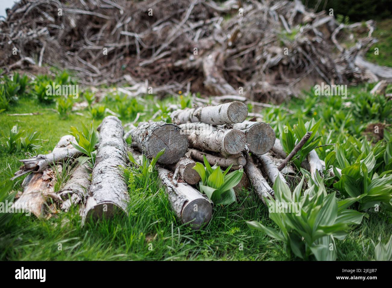 Gefällte trockene alte Baumstämme und viele dünne kleine gebrochene Äste liegen auf dickem grünen Frühlingsgras im Fichtenbergindustriewald Stockfoto