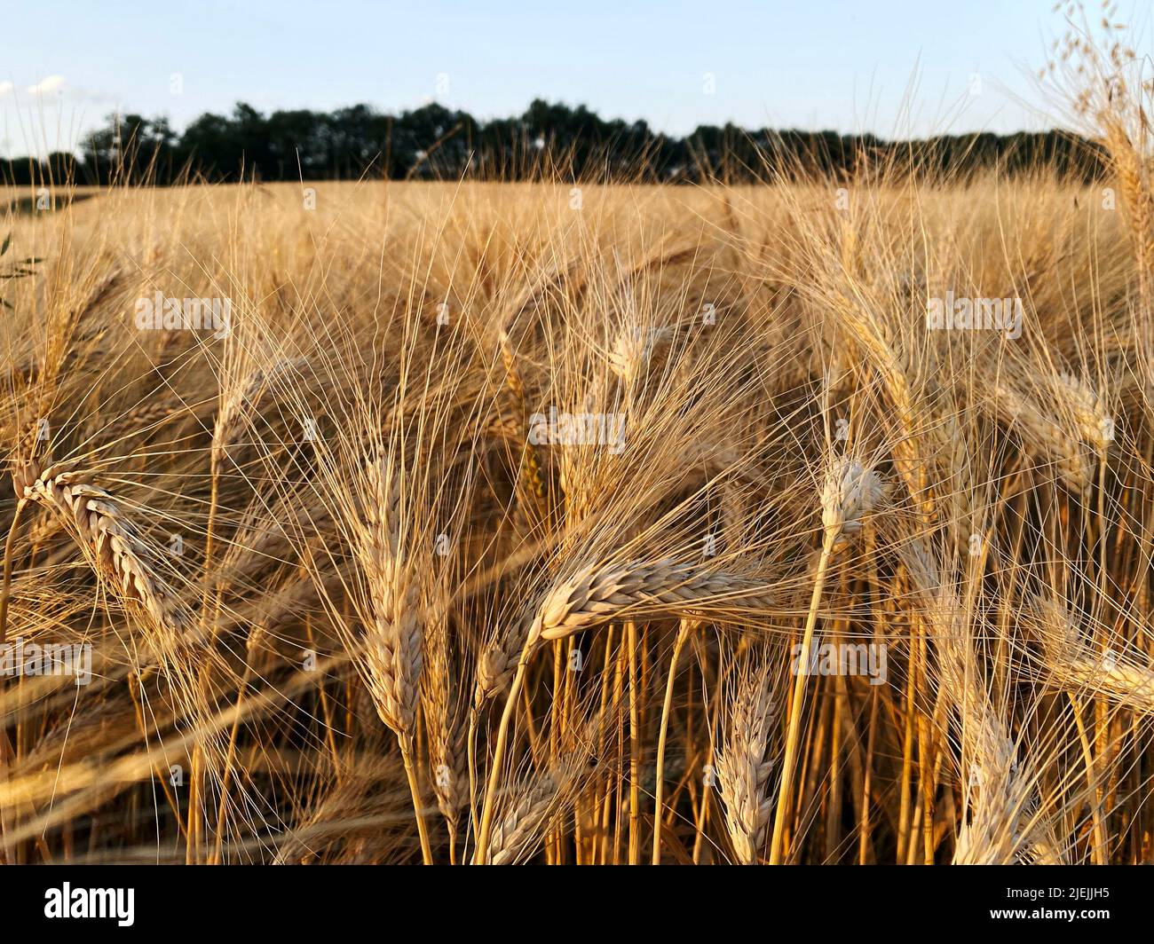 Bio-reifen Weizen in der Gers Saison 2022 Stockfoto