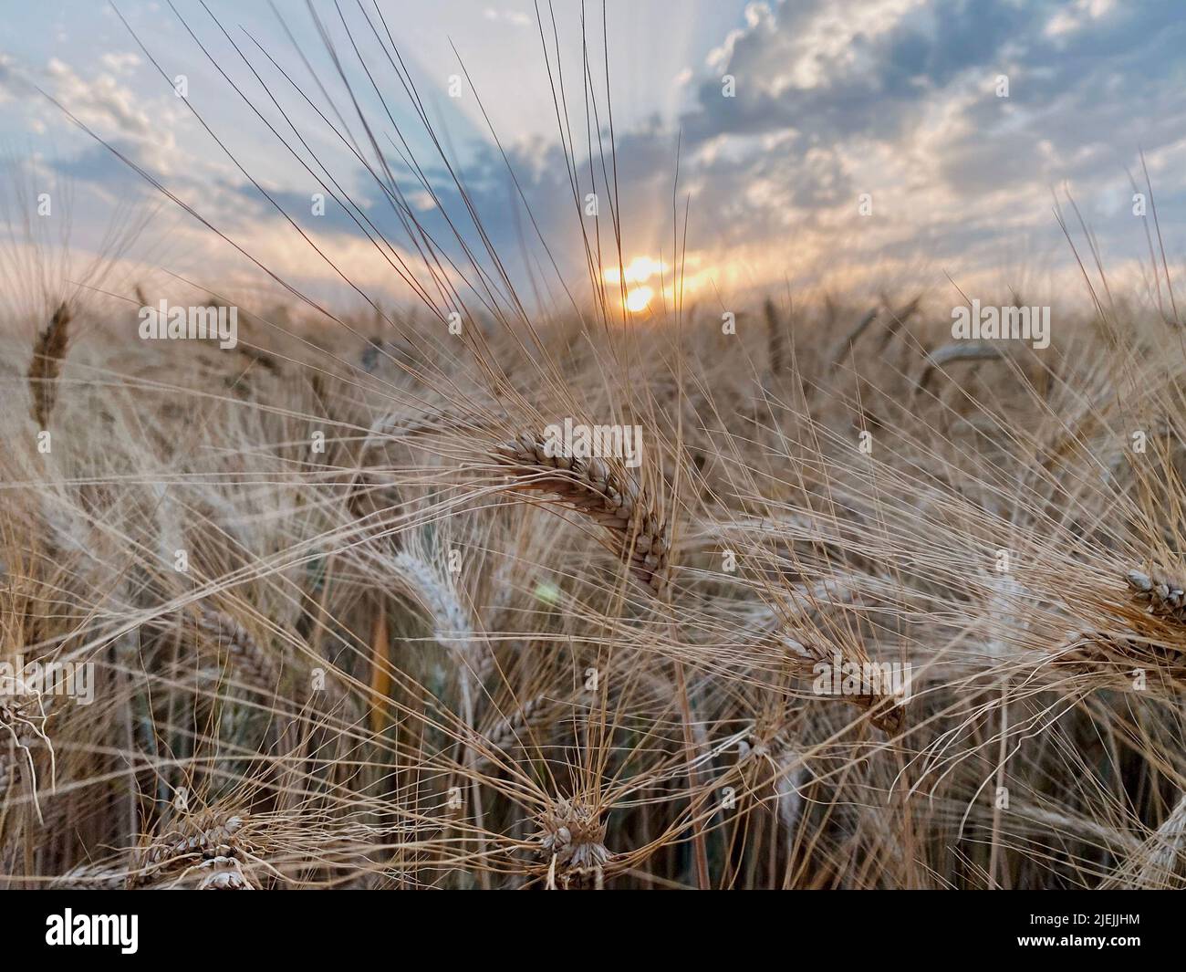 Reife Ähren von Weizen auf Hintergrund Sonnenuntergang Stockfoto