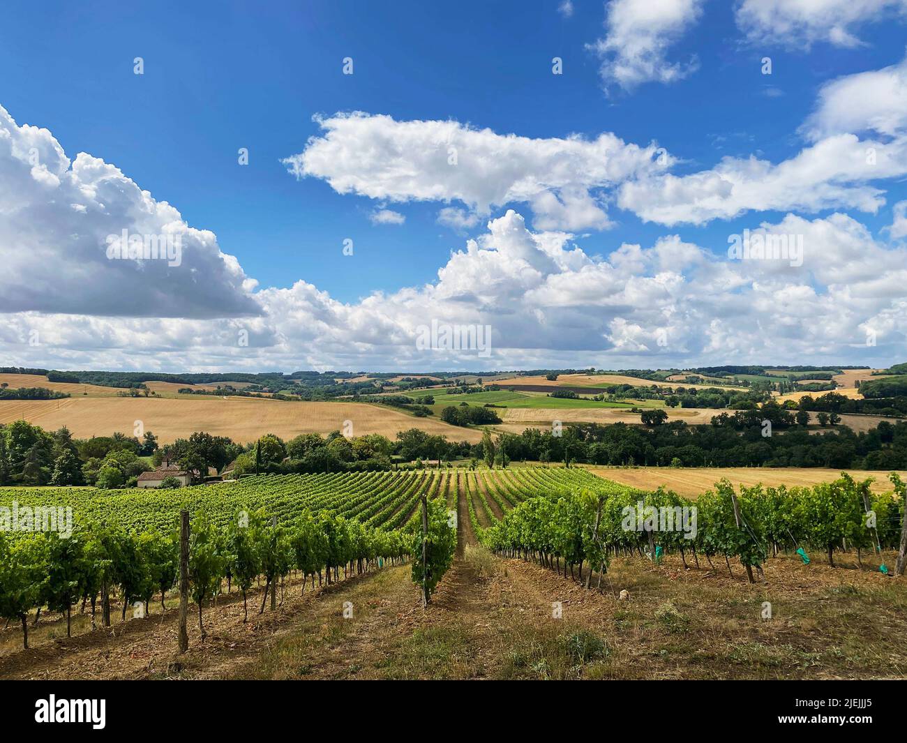 Traubenfelder in frankreich, die nach ökologischem Anbau angebaut werden Stockfoto