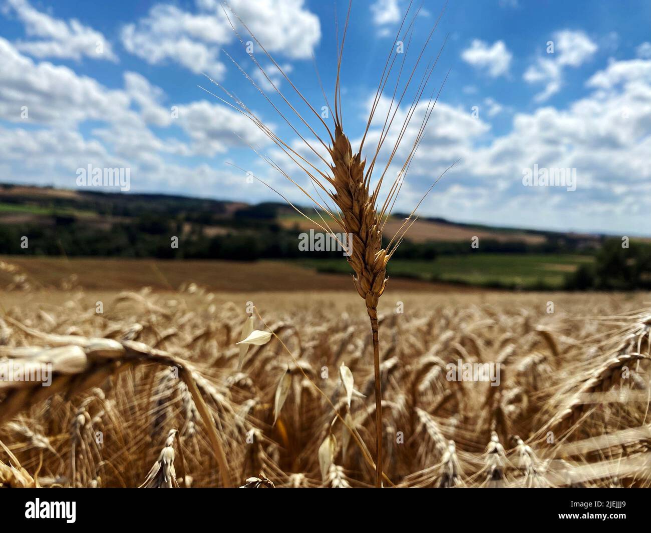 Reifer Weizen im Sommer 2022. Beginn der Ernte Stockfoto