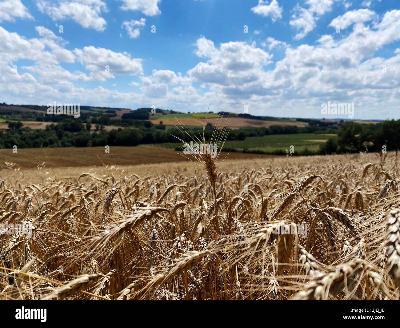 Weizenfelder im Sommer 2022. Beginn der Ernte Stockfoto