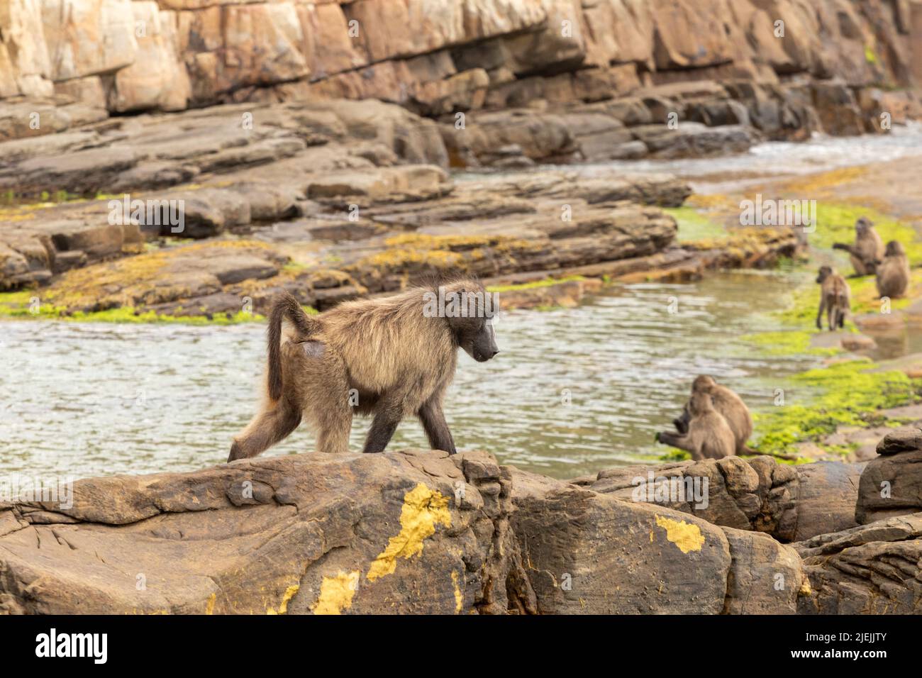 Ein einziger Pavian geht über die felsige Küste, während in der Ferne die Truppe nach Nahrung fickt. Cape Point, Kapstadt, Südafrika Stockfoto