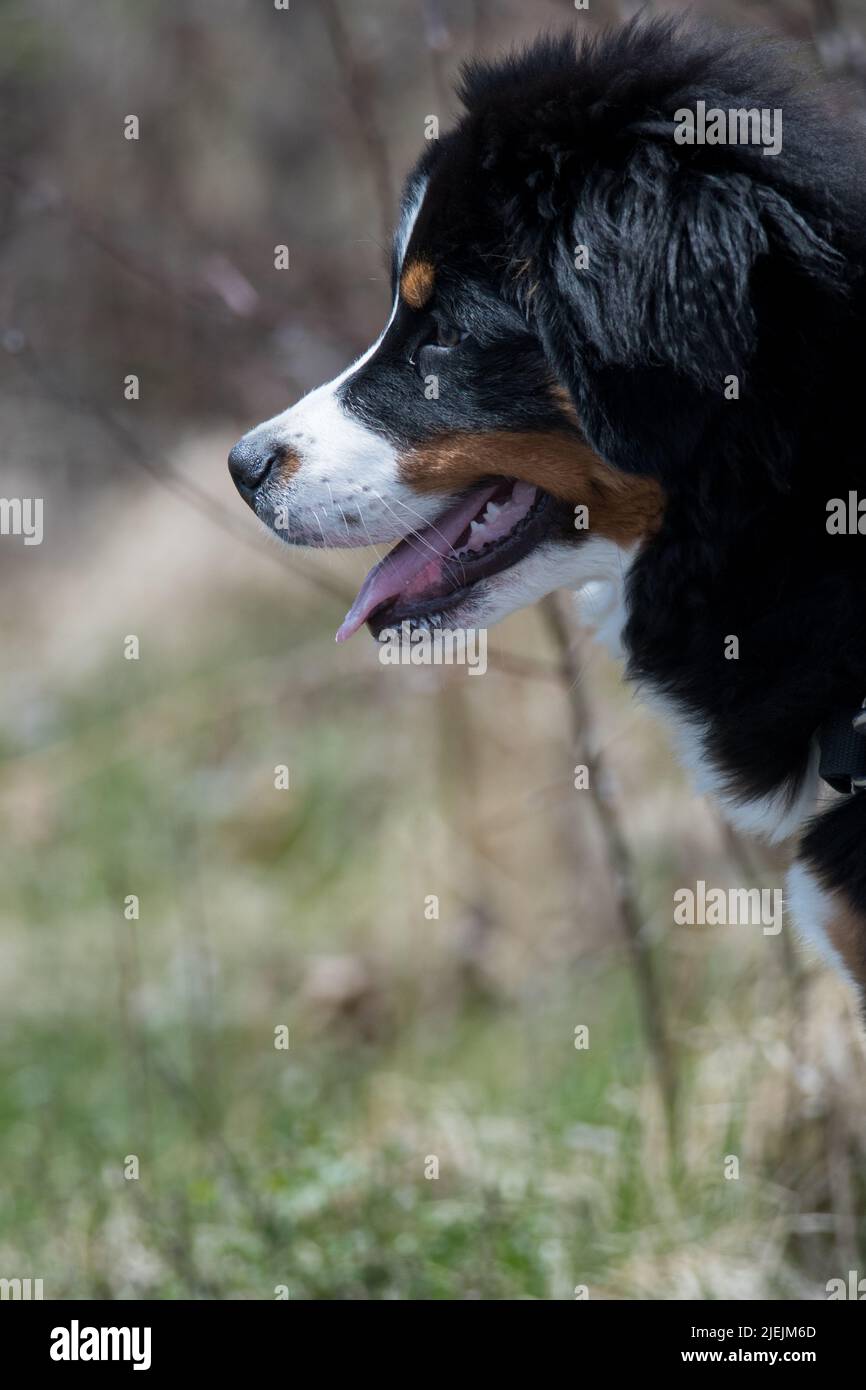 Junger Berner Sennenhund beobachtet etwas Stockfoto