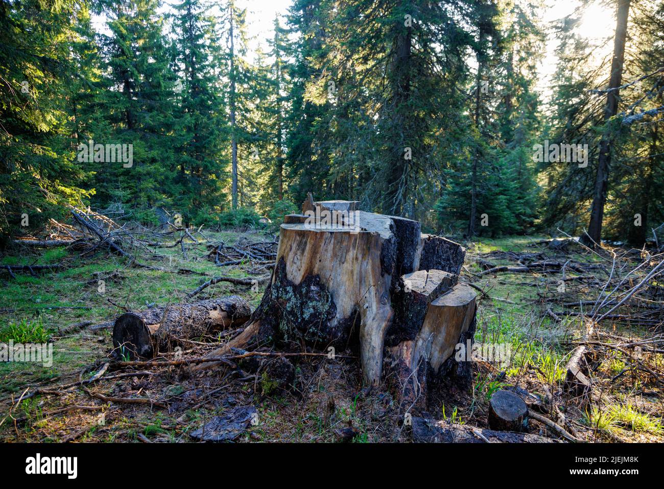 Ein alter, baufälliger Stumpf, der mit Moos und anderen Pflanzen bedeckt ist, befindet sich auf einer waldreichen, wilden Lichtung, in einem dunklen, fichtengrünen dichten Wald mit hohen Bäumen Stockfoto