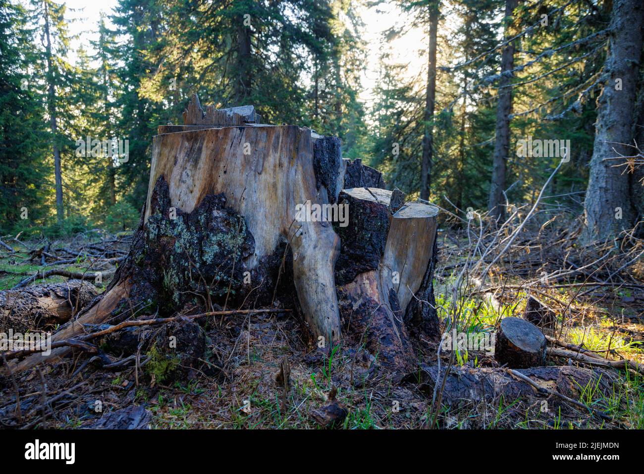 Ein alter, baufälliger Stumpf, der mit Moos und anderen Pflanzen bedeckt ist, befindet sich auf einer waldreichen, wilden Lichtung, in einem dunklen, fichtengrünen dichten Wald mit hohen Bäumen Stockfoto