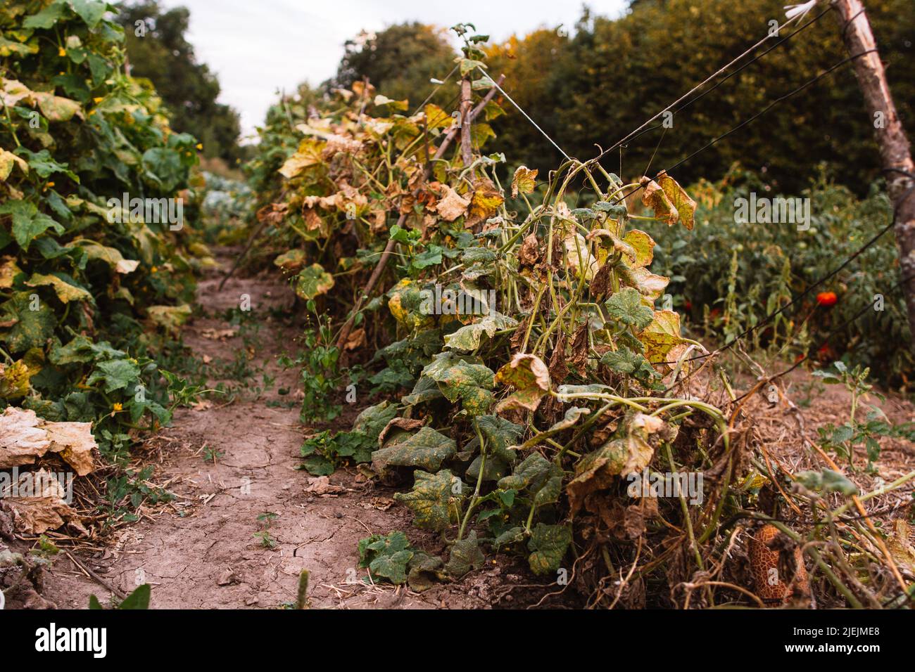 Natürliche Landwirtschaft Herunterschieben von Bio-Gurkenpflanzen Stockfoto