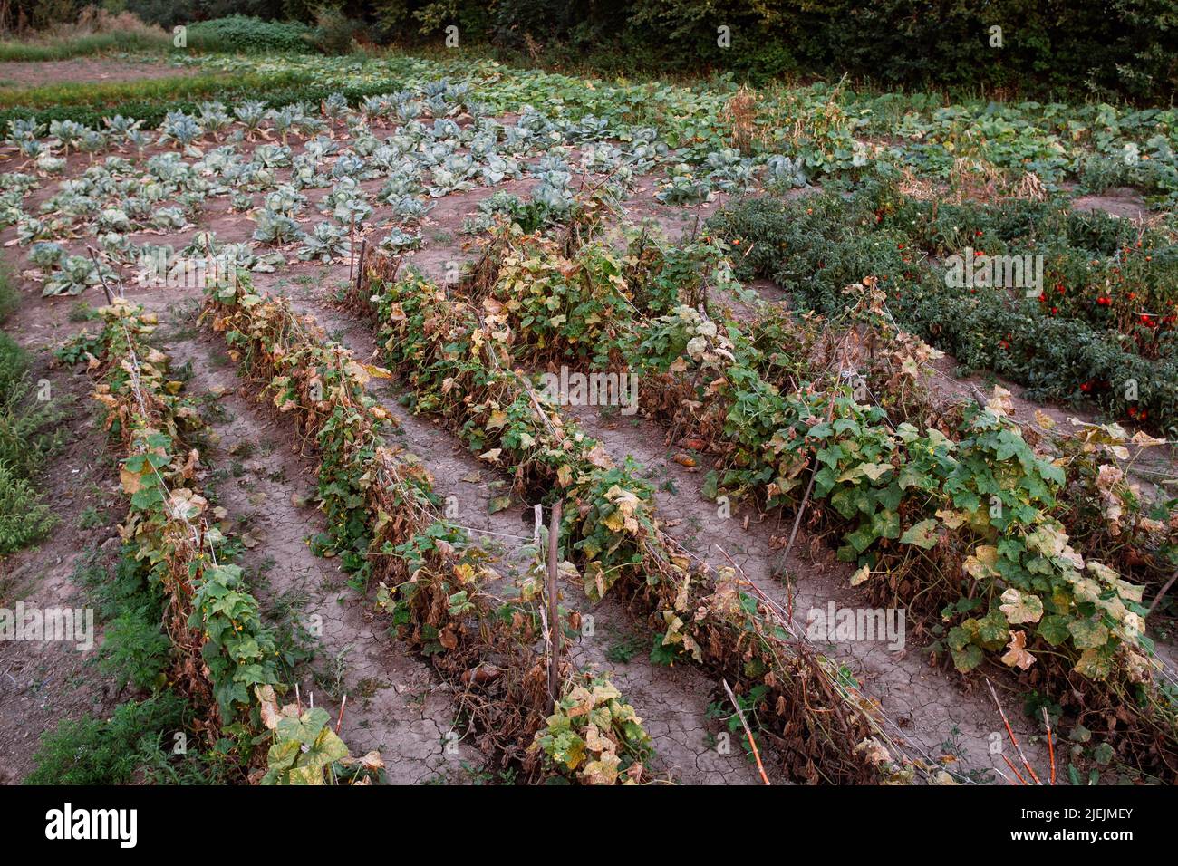 Natürliche Landwirtschaft Herunterschieben von Bio-Gurkenpflanzen Stockfoto