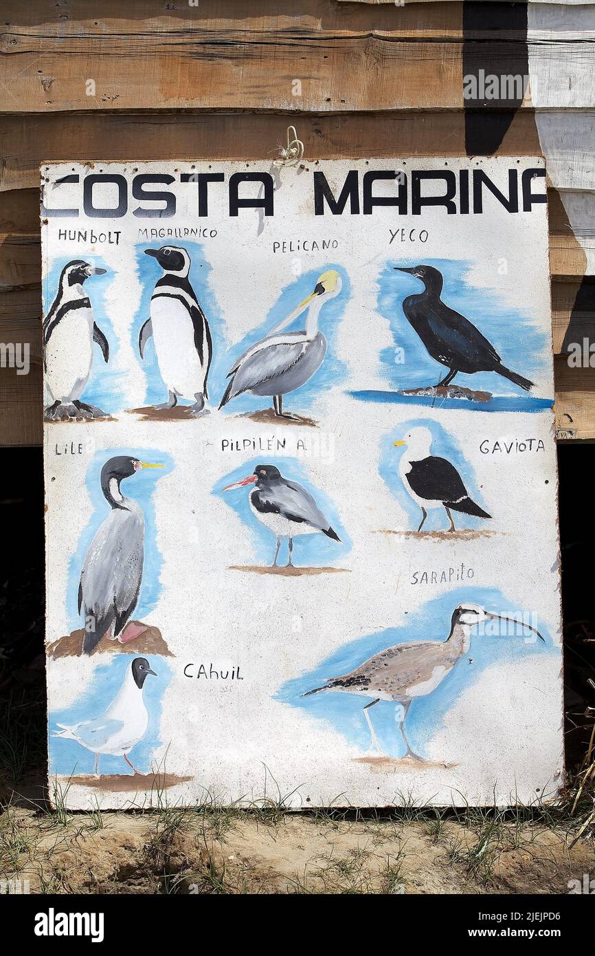 Fauna des ChiloeArchipels auf der Tafel in der Bucht von Punihuil im