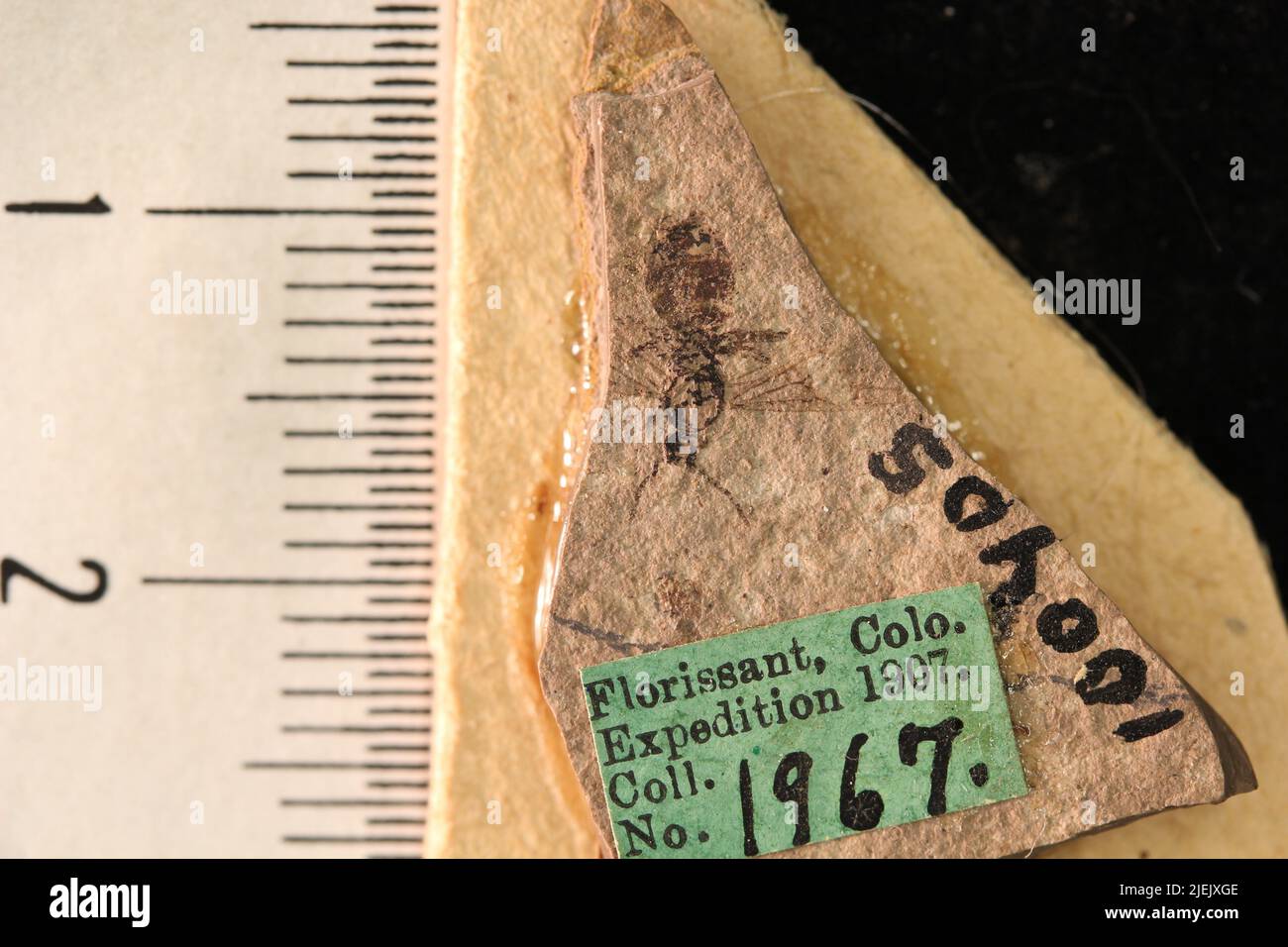 Protazteca elongata-Zecher. Stockfoto