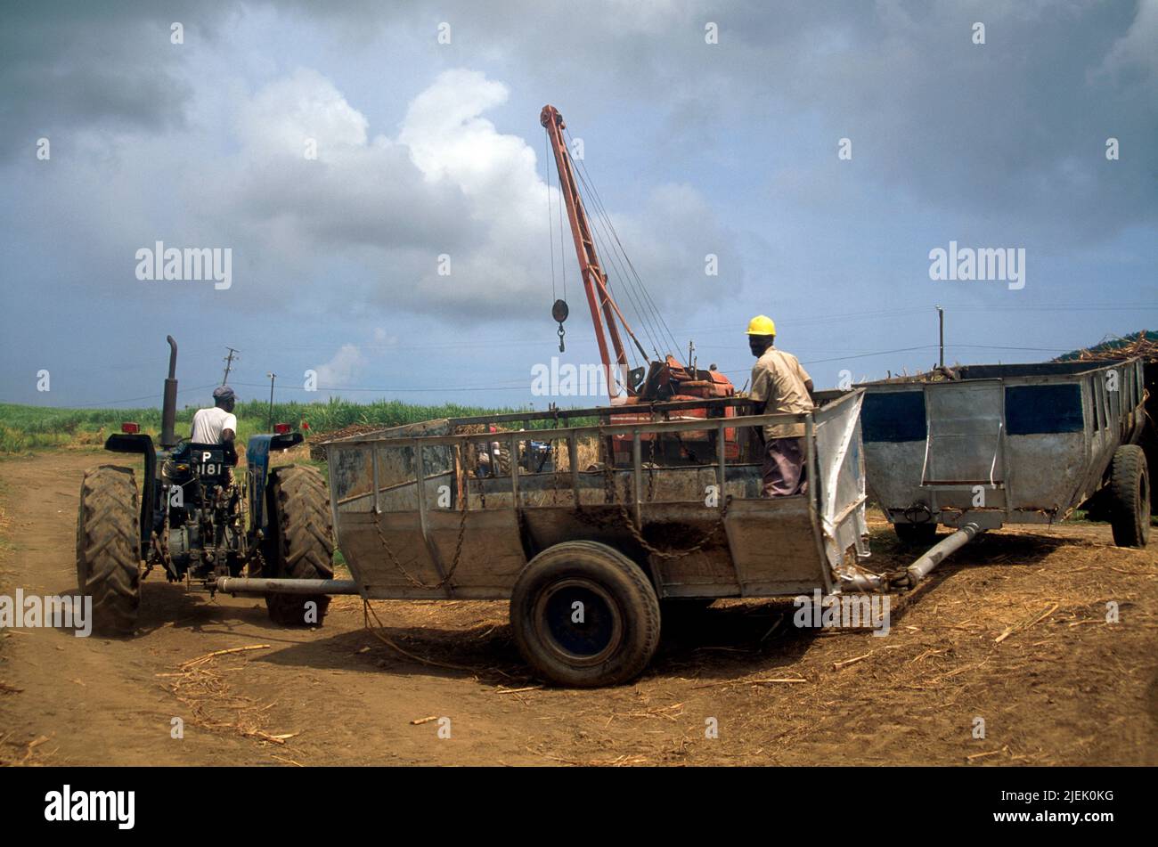 St. Kitts Mitarbeiter, die am Traktor arbeiten, der Zuckerrohr raubt Stockfoto