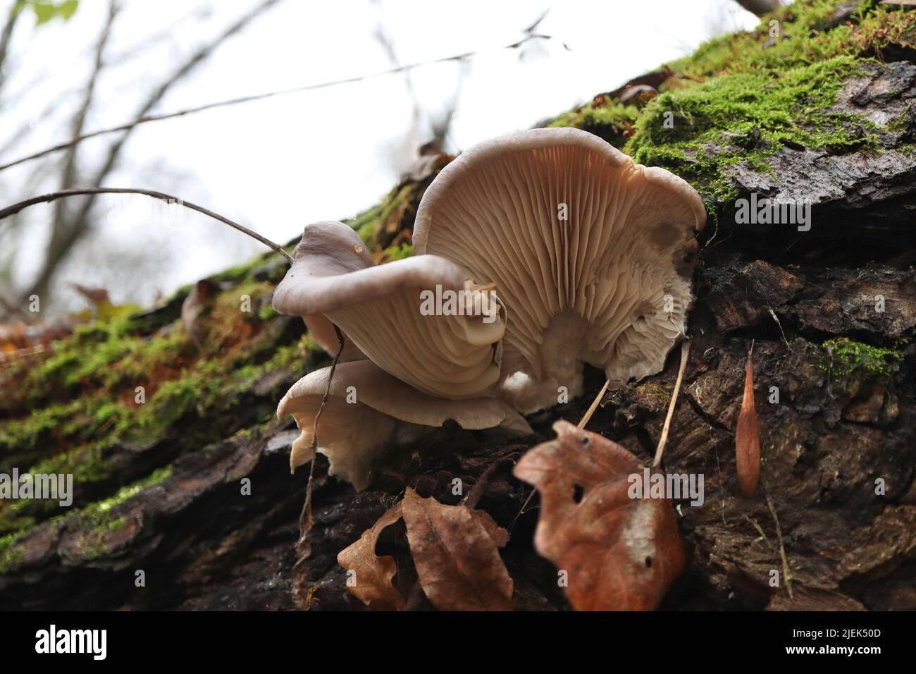 austernpilze im Herbstwald Stockfoto