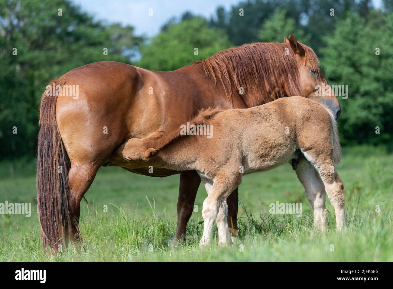 Suffolk Punch Zugpferd, jetzt eine seltene Rasse, mit seinem Fohlen. Somerset, Großbritannien. Stockfoto