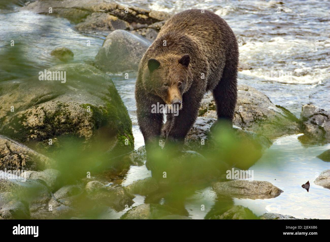 Anan Creek, Alaska, USA. Braunbär steht im Bach, teilweise versteckt durch Blätter Stockfoto