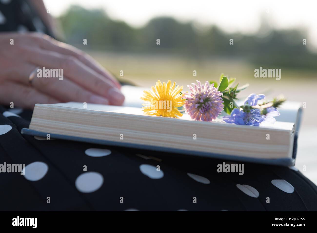 Verheiratete Frau liest Romanze Roman im Park mit wilden Blumen liegen auf Buch, abgeschnitten Ansicht. Stockfoto