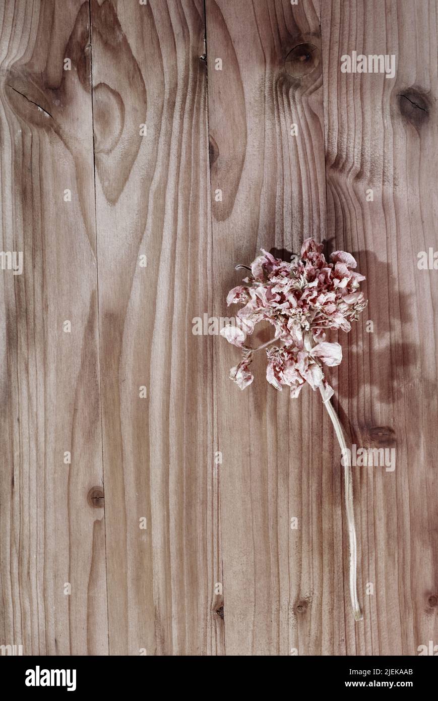 Rote getrocknete Blume auf Holztisch, Erinnerungen und romantische Aktivität Stockfoto