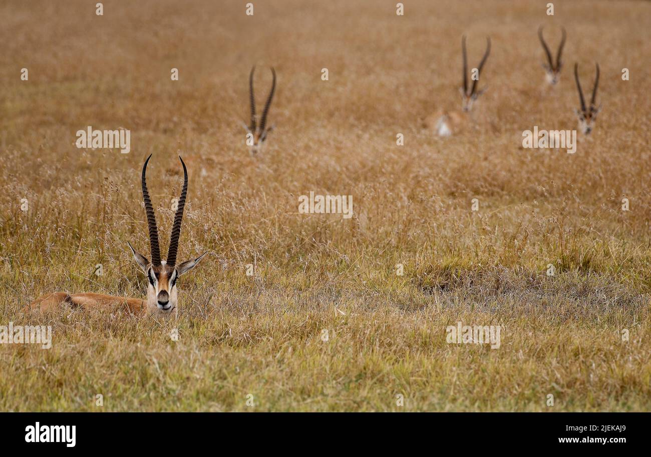 Grants Gazellen (Nanger granti) im langen Gras in Sweetwaters, Kenia. Stockfoto