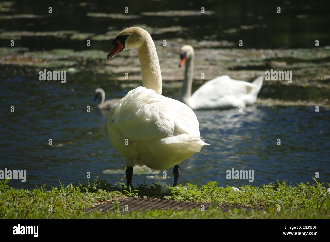 Swan Stockfoto