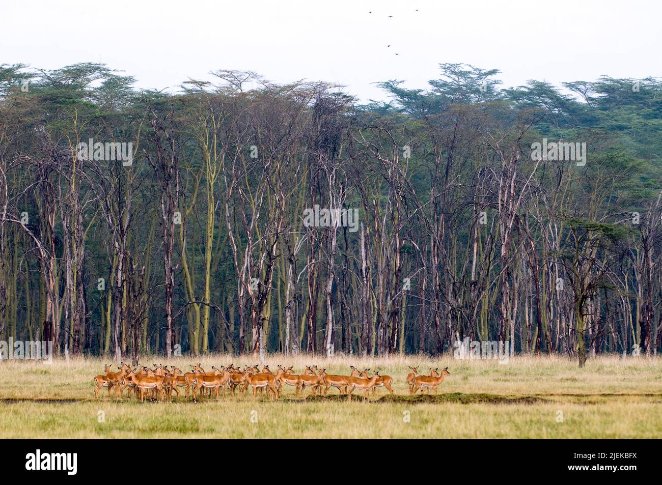 Große Herde Impala-Antilopen (Aepyceros melampus) vor dem Wald der Fever-Bäume (acasia xanthohloea) am Lake Nakuru, Kenia. Stockfoto