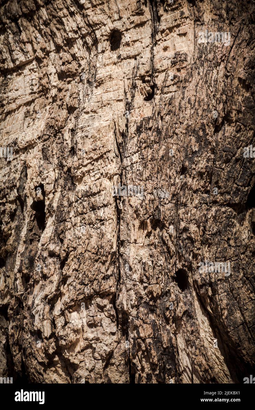 Die Oberfläche von trockenem braunem Holz ist verfault und für das Hintergrundbild werden Risse verwendet. Stockfoto