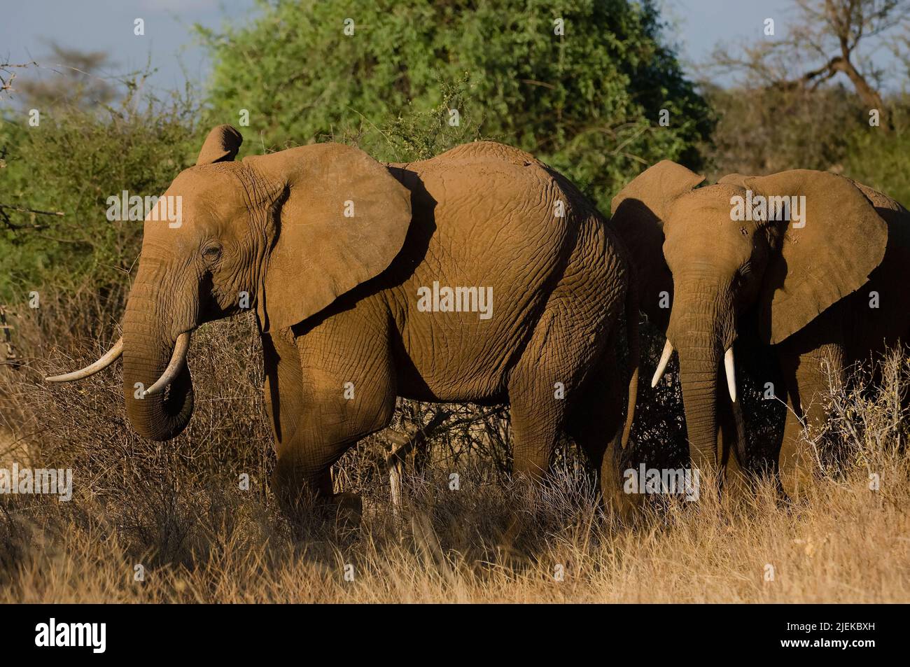 Afrikanische Elefanten (Loxodonta africana) in der Abenddämmerung im Samburu NP, Kenia. Stockfoto