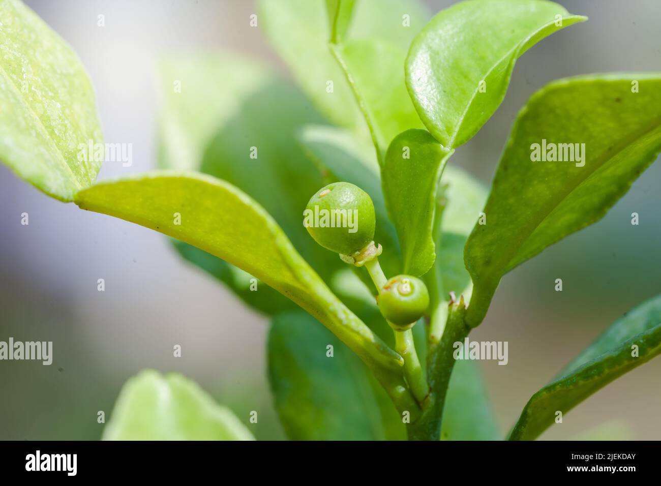 Bergamotte und Blätter auf Baumbergamotte oder (Kaffir Lime), (Citrus hystrix) Stockfoto