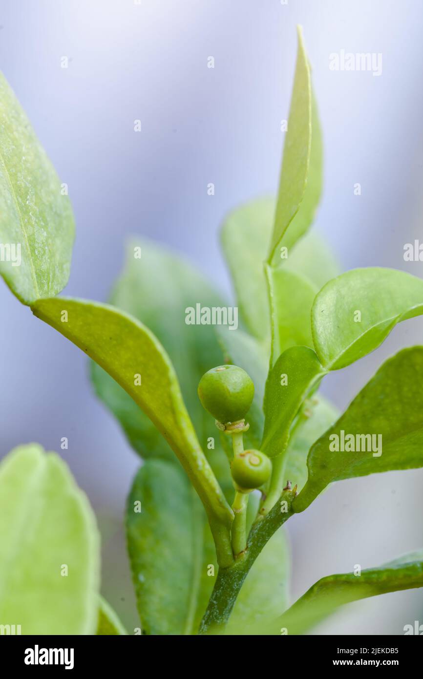 Bergamotte und Blätter auf Baumbergamotte oder (Kaffir Lime), (Citrus hystrix) Stockfoto