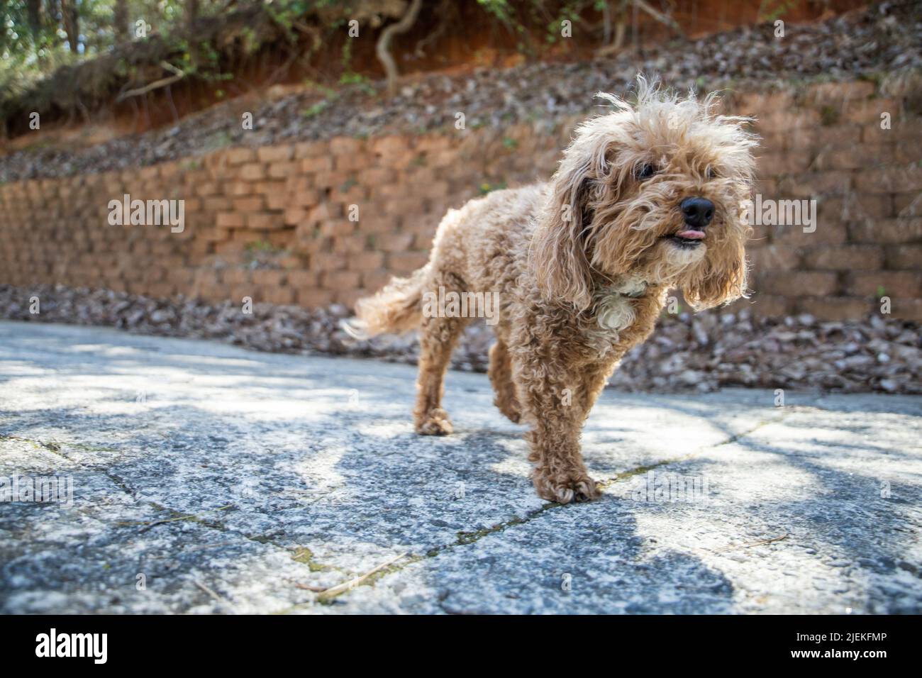 Ein brauner, rothaariger bichon-Pudel-Bichpoo-Hund, der in der Nähe einer Stützmauer läuft. Stockfoto