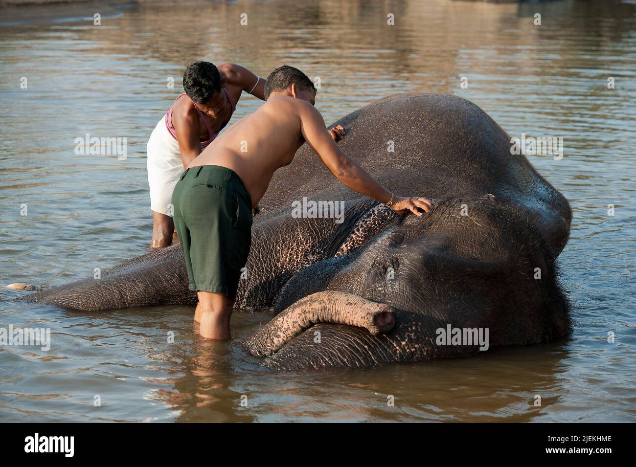 Waschen die berühmten Elefanten Tara Kimpling Camp, Madhya Pradesh, Indien. Stockfoto