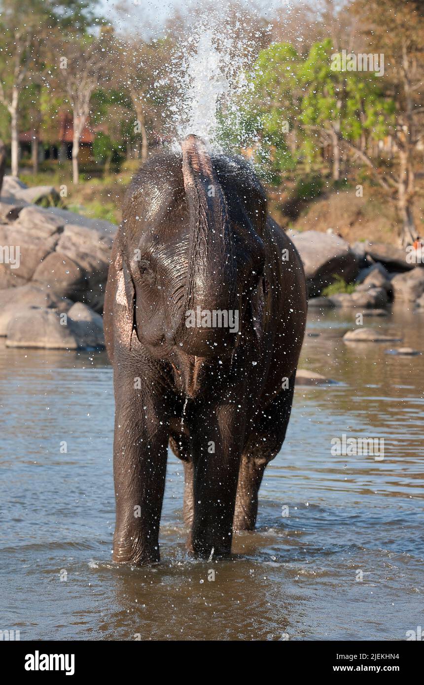 Der berühmte Elefant Tara Kimpling Camp, Madhya Pradesh, Indien. Stockfoto