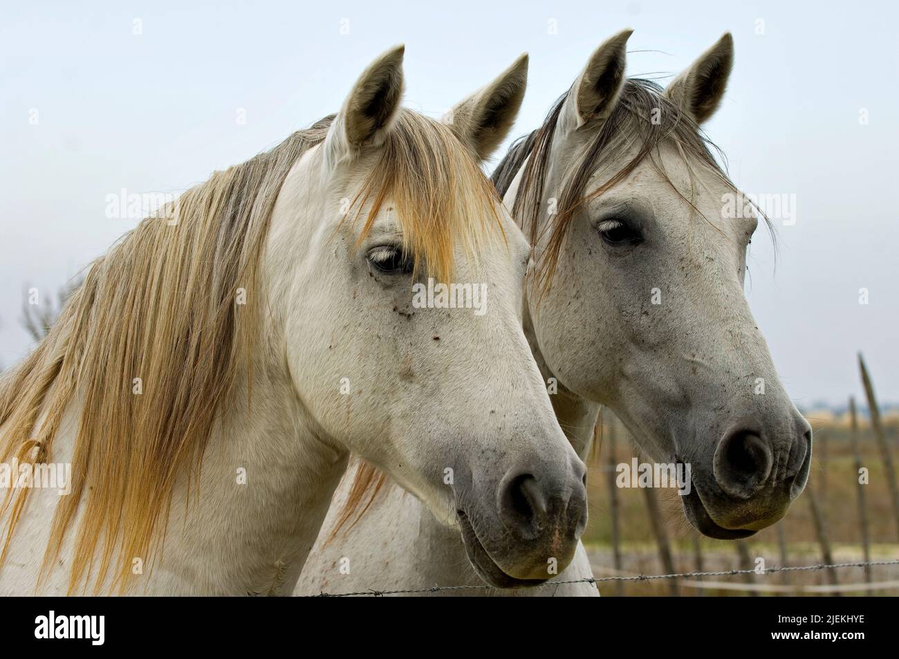 Das weiße Pferd der Camargue ist eine alte Pferderasse, die immer weißlich ist. Stockfoto