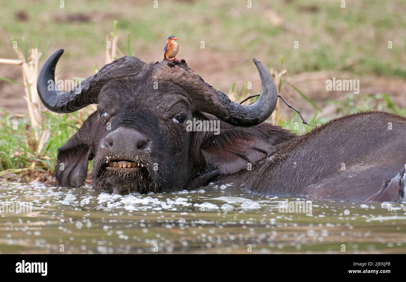 Afrikanischer Buffal (Syncerus Caffer) mit malachitischer Eisfischer auf dem Kopf. Aus dem Kazinga-Kanal, Uganda. Stockfoto