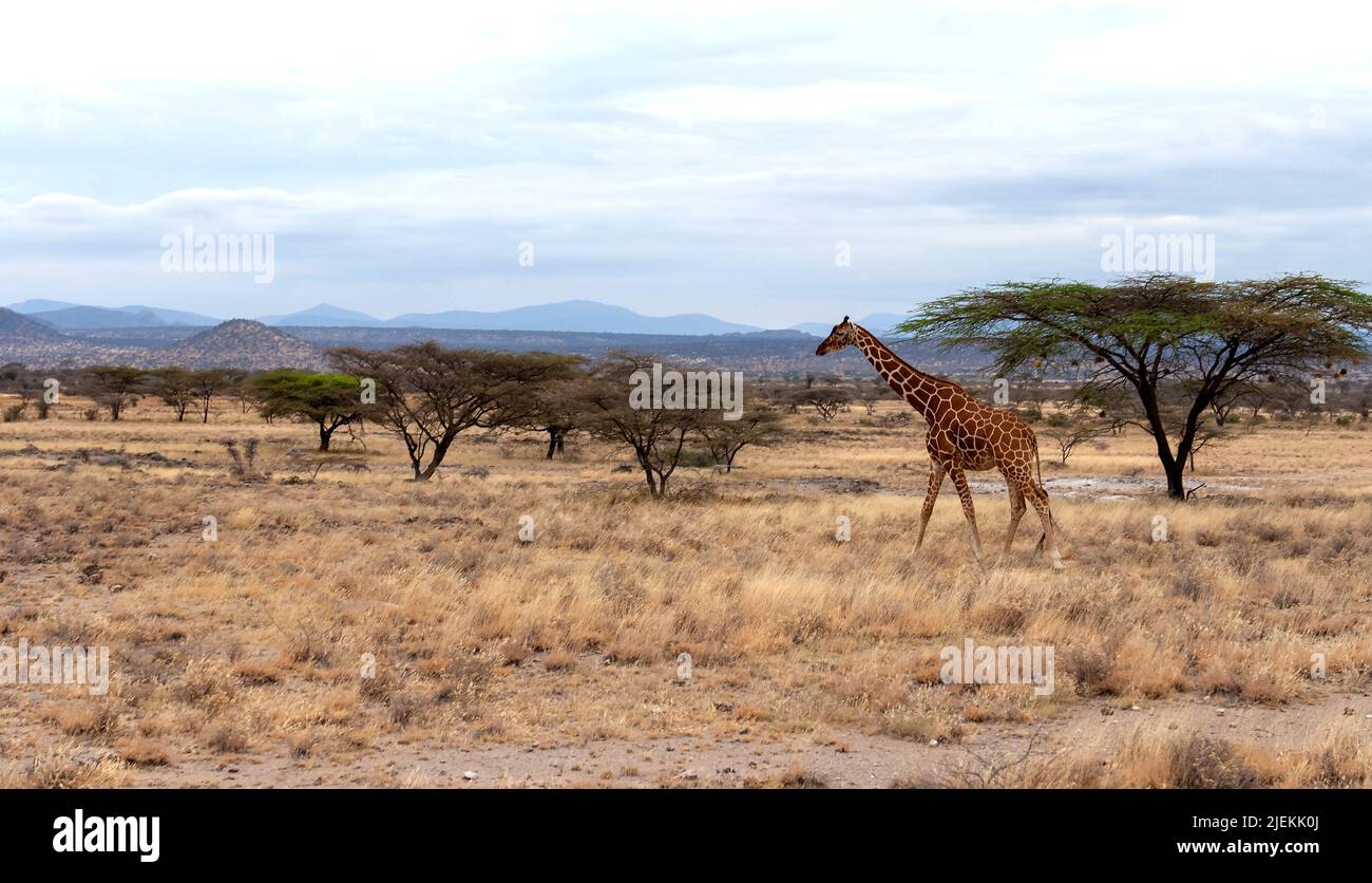 Netzgiraff (Giraffa camelopardalis reticulata) auf der trockenen Savanne des Samburu National Reserve, Kenia Stockfoto