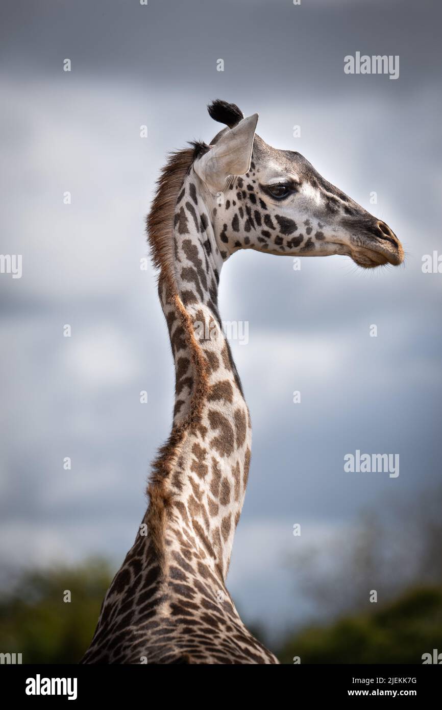 Giraffe Saadani National Park. Bild: garyrobertsworldwidefeatures.com Stockfoto