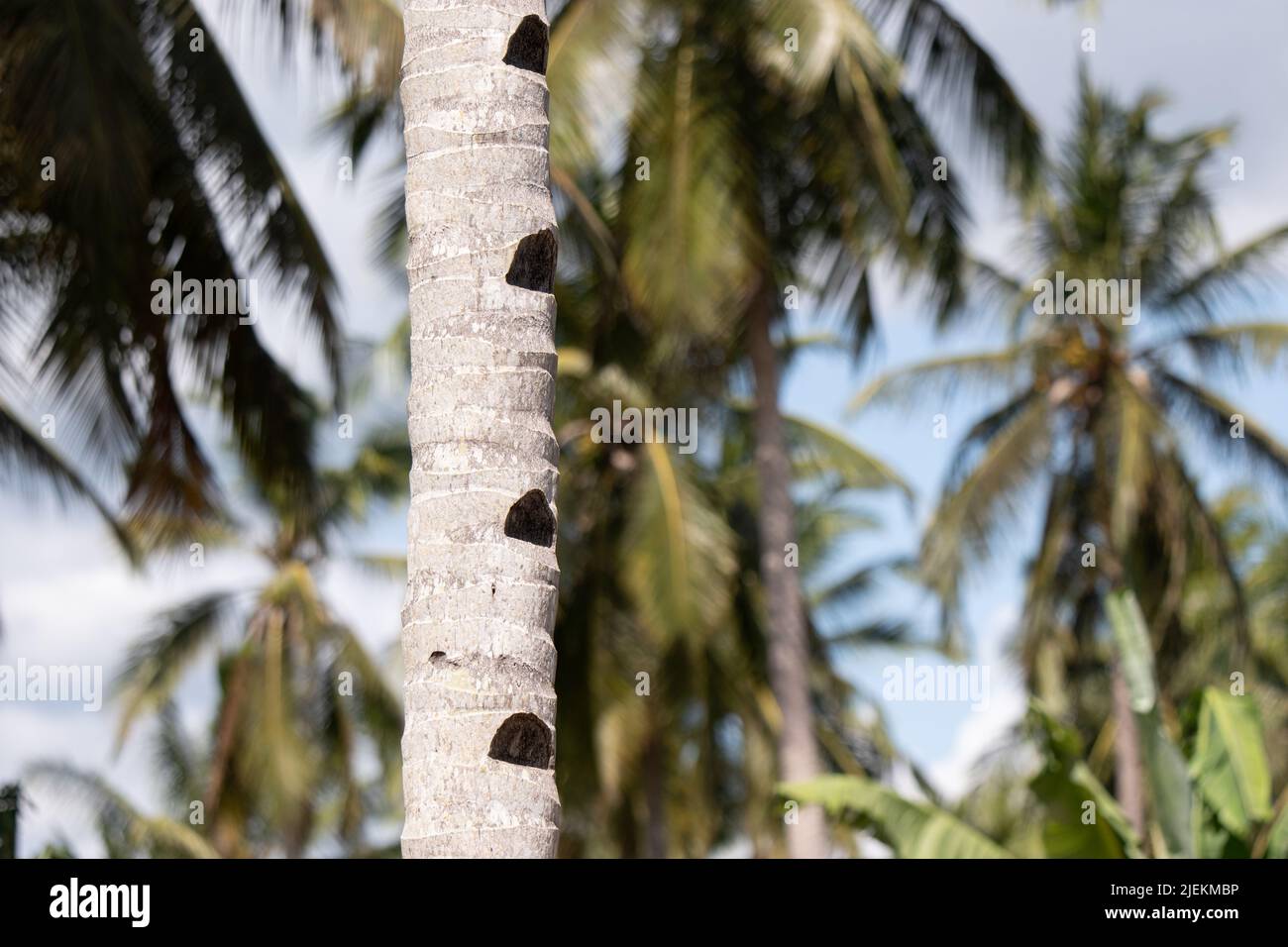 Fußraststufen, die in den Kokosnussbaum geschnitten werden, erleichtern den Zugang zum Ernten von Kokosnüssen. Tansania. Picture: Garyroberts/worldwidefeatures.com Stockfoto