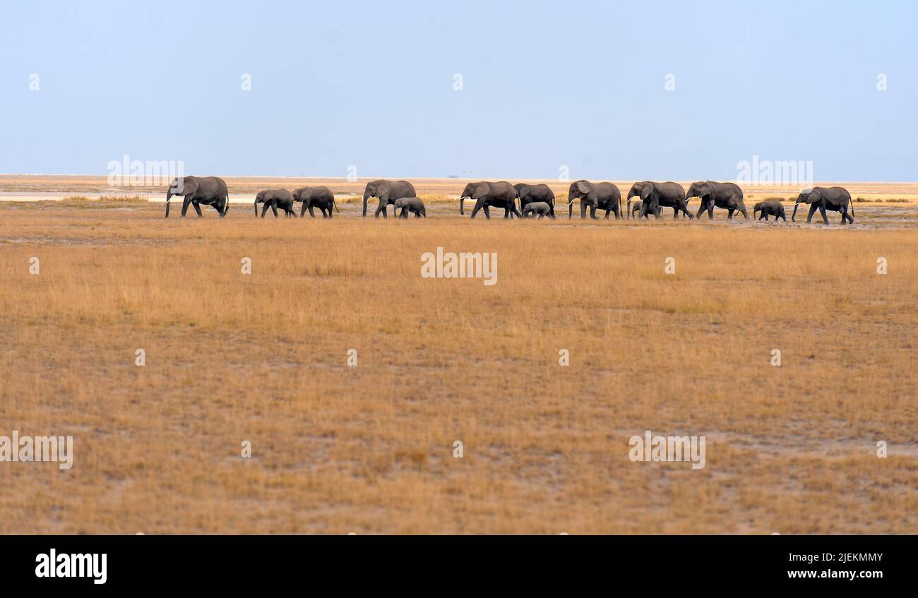 Afrikanische Elefanten im Amboseli Nationalpark, Kenia. Stockfoto