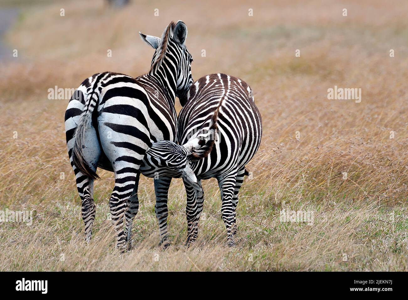 Subadult-Zebra (Equus quagga) trinkt immer noch Milch von seiner Mutter. Sweetwaters, Kenia. Stockfoto