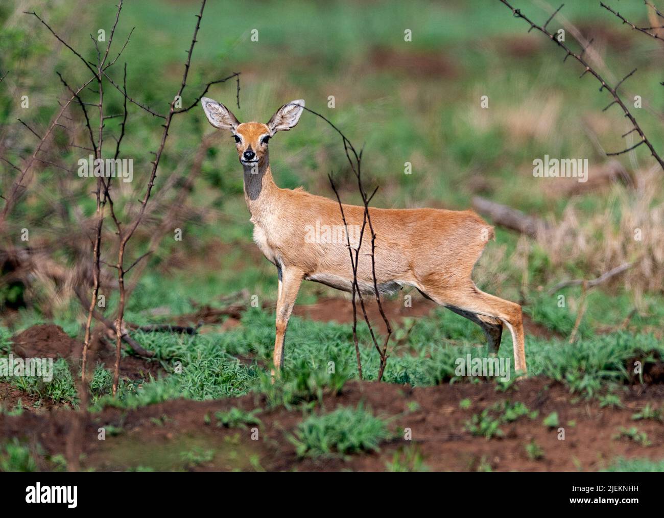 Weiblicher Steenbok (Raphicerus campestris) aus Zimanga, Südafrika. Stockfoto